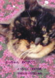 よっちゃんのメモリアル写真　ペット葬儀日：２０１０年１月２８日　茨城県よりご依頼